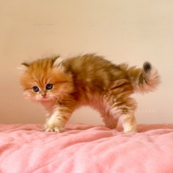 chaton British Longhair black golden blotched tabby Pochi Chatterie Nekobaa