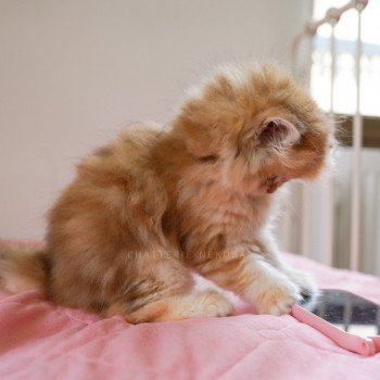 chaton British Longhair black golden blotched tabby Pochi Chatterie Nekobaa