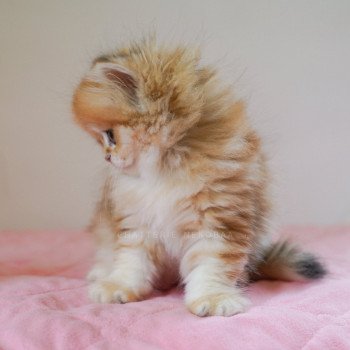 chaton British Longhair black golden blotched tabby Pochi Chatterie Nekobaa