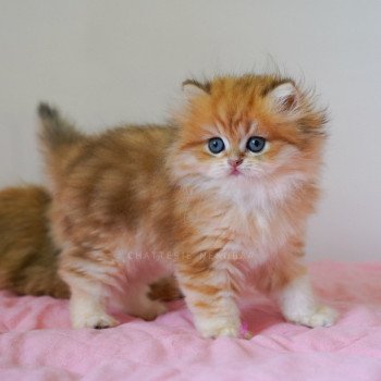 chaton British Longhair black golden blotched tabby Pochi Chatterie Nekobaa