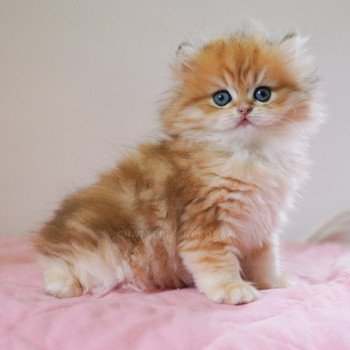 chaton British Longhair black golden blotched tabby Pochi Chatterie Nekobaa