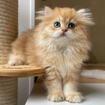 chaton British Longhair black golden blotched tabby Pochi Chatterie Nekobaa