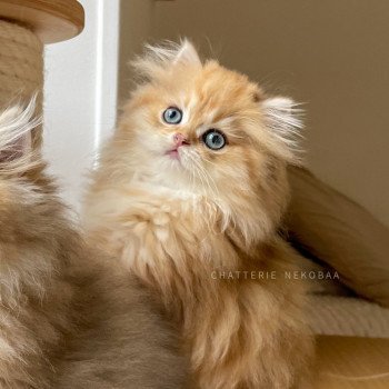 chaton British Longhair black golden blotched tabby Pochi Chatterie Nekobaa