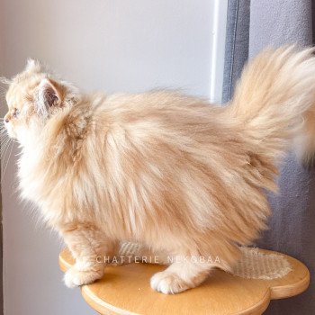 chaton British Longhair black golden blotched tabby Unstoppable Pochi Chatterie Nekobaa