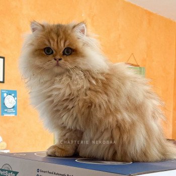 chaton British Longhair black golden blotched tabby Unstoppable Pochi Chatterie Nekobaa