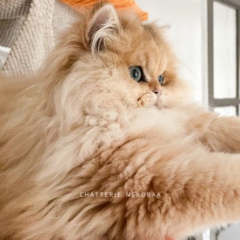 chat British Longhair black golden blotched tabby Unstoppable Pochi Chatterie Nekobaa