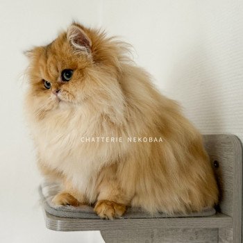 chat British Longhair black golden blotched tabby Unstoppable Pochi Chatterie Nekobaa