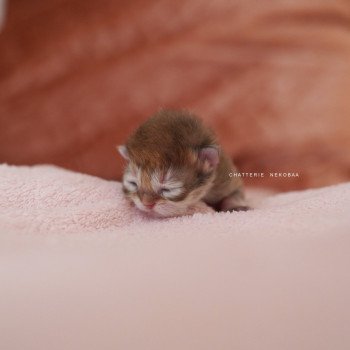 chaton British Longhair black golden shaded Qamado Chatterie Nekobaa