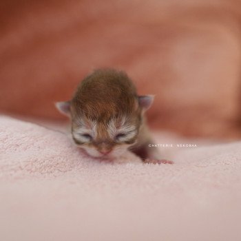 Qamado Mâle British Shorthair