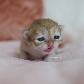 chaton British Shorthair black golden shaded Qamado Chatterie Nekobaa