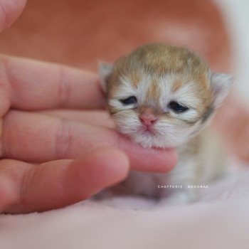chaton British Shorthair black golden shaded Qamado Chatterie Nekobaa