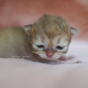 chaton British Shorthair black golden shaded Qamado Chatterie Nekobaa