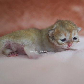 chaton British Shorthair black golden shaded Qamado Chatterie Nekobaa