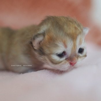chaton British Shorthair black golden shaded Qamado Chatterie Nekobaa
