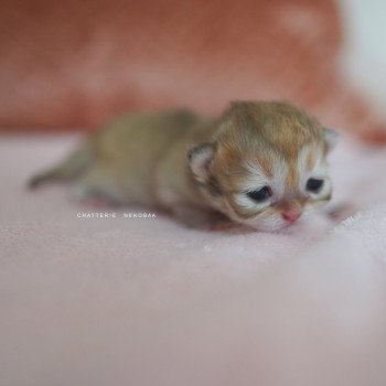 chaton British Shorthair black golden shaded Qamado Chatterie Nekobaa
