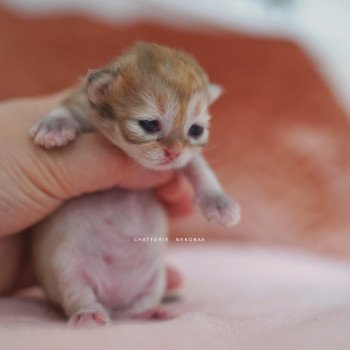 chaton British Shorthair black golden shaded Qamado Chatterie Nekobaa