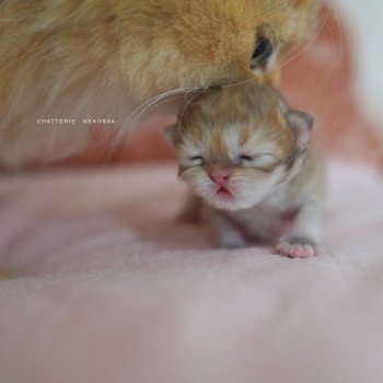 chaton British Shorthair black golden shaded Qamado Chatterie Nekobaa