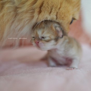 chaton British Shorthair black golden shaded Qamado Chatterie Nekobaa