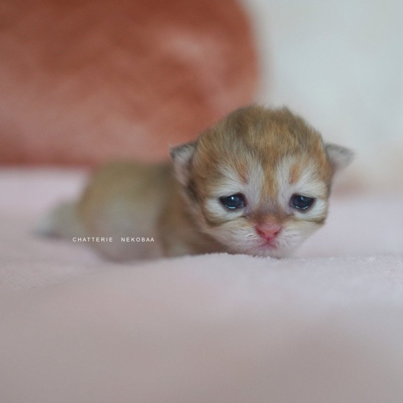 Qamado Mâle British Shorthair