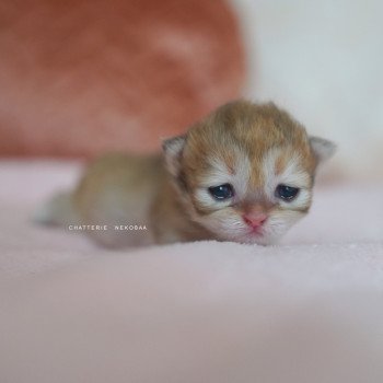 Qamado Mâle British Shorthair