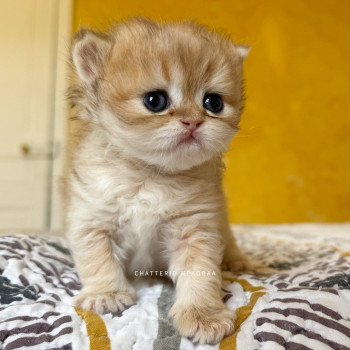 chaton British Shorthair black golden shaded Qamado Chatterie Nekobaa