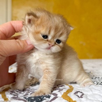 chaton British Shorthair black golden shaded Qamado Chatterie Nekobaa