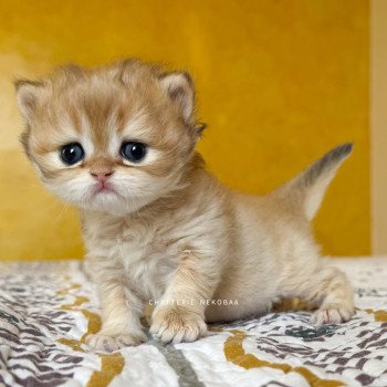 chaton British Shorthair black golden shaded Qamado Chatterie Nekobaa