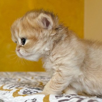 chaton British Shorthair black golden shaded Qamado Chatterie Nekobaa