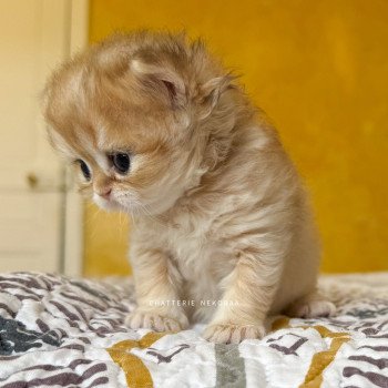 chaton British Shorthair black golden shaded Qamado Chatterie Nekobaa