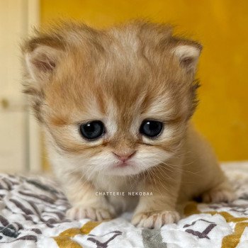 chaton British Shorthair black golden shaded Qamado Chatterie Nekobaa