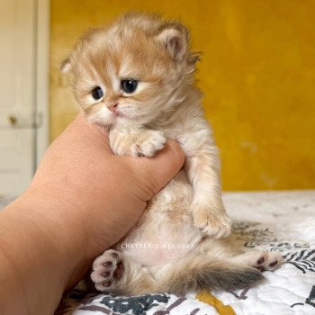 chaton British Shorthair black golden shaded Qamado Chatterie Nekobaa