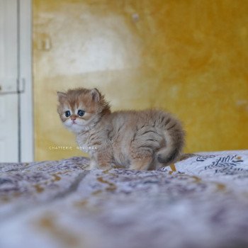 chaton British Longhair black golden shaded Qamado Chatterie Nekobaa