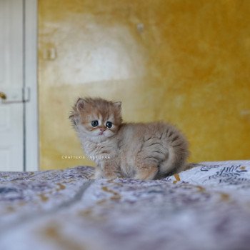 chaton British Longhair black golden shaded Qamado Chatterie Nekobaa