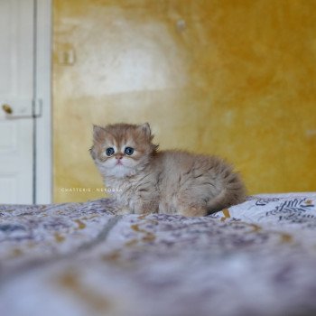 chaton British Longhair black golden shaded Qamado Chatterie Nekobaa