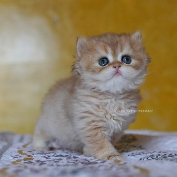 chaton British Longhair black golden shaded Qamado Chatterie Nekobaa