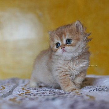 chaton British Longhair black golden shaded Qamado Chatterie Nekobaa