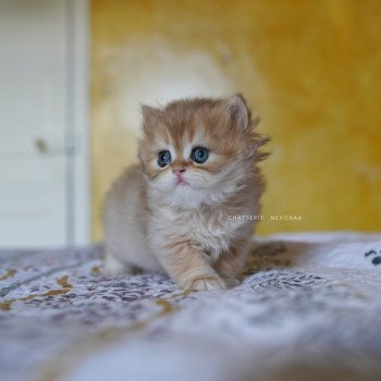 chaton British Longhair black golden shaded Qamado Chatterie Nekobaa