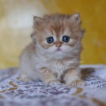 chaton British Longhair black golden shaded Qamado Chatterie Nekobaa