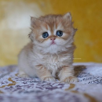 Qamado Mâle British Longhair