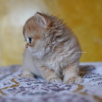 chaton British Longhair black golden shaded Qamado Chatterie Nekobaa