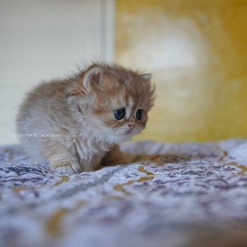 chaton British Longhair black golden shaded Qamado Chatterie Nekobaa