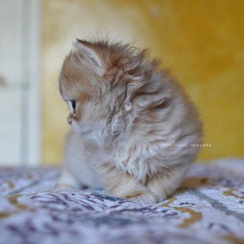 chaton British Longhair black golden shaded Qamado Chatterie Nekobaa
