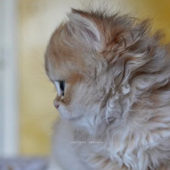 chaton British Longhair black golden shaded Qamado Chatterie Nekobaa