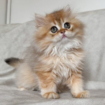 chaton British Longhair black golden shaded Qamado Chatterie Nekobaa