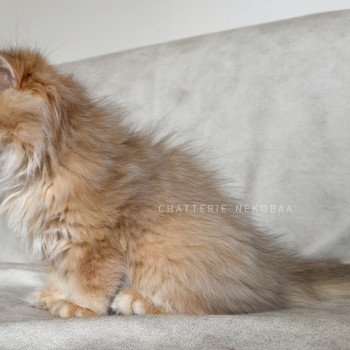 chaton British Longhair black golden shaded Qamado Chatterie Nekobaa