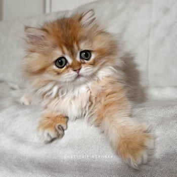 chaton British Longhair black golden shaded Qamado Chatterie Nekobaa