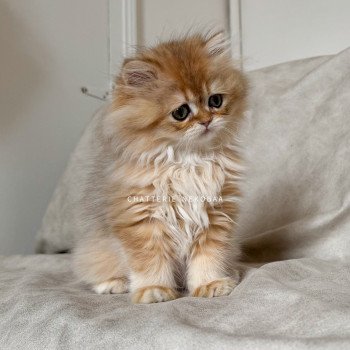 chaton British Longhair black golden shaded Qamado Chatterie Nekobaa