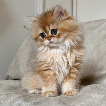 chaton British Longhair black golden shaded Qamado Chatterie Nekobaa