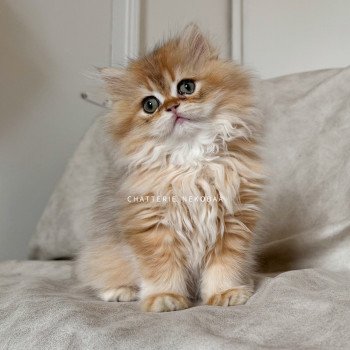 Qamado Mâle British Longhair