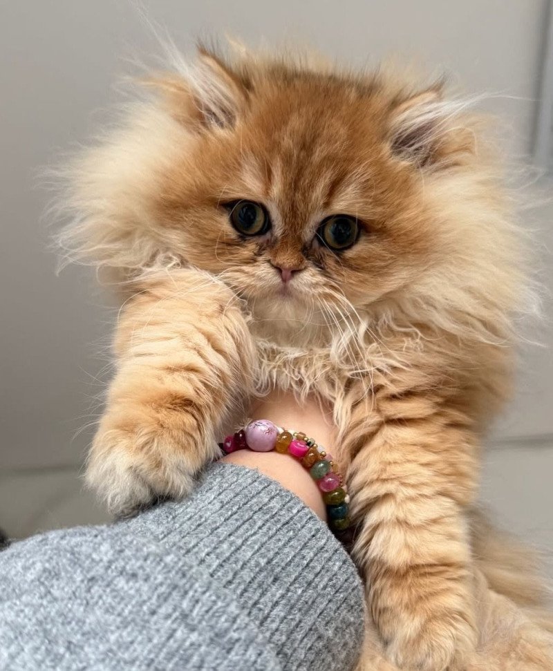 Amour Qamado Mâle British Longhair